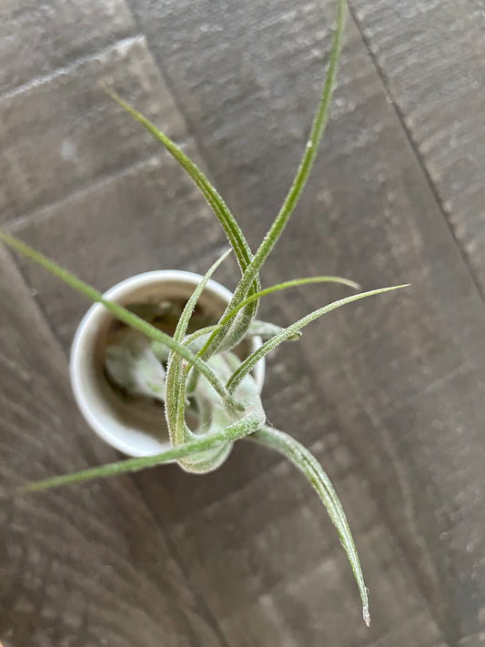 Air Plantn - Tillandsia ‘Medusa’ 🐍🌬️