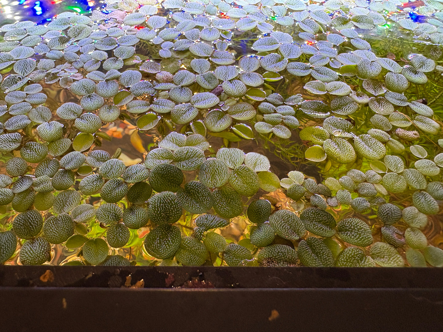 Salvinia🌿✨ - 4 oz Portion