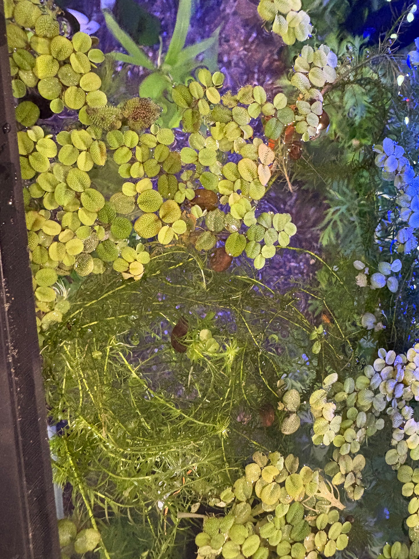 Salvinia🌿✨ - 4 oz Portion