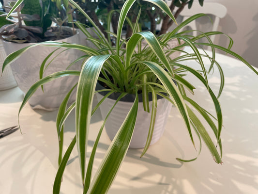 Spider Plant - 2"