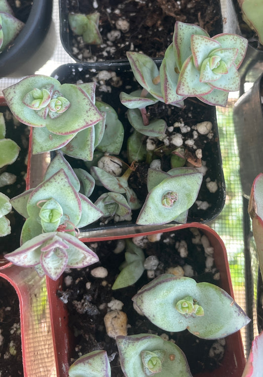 🔘 Crassula perforata (String of Buttons)