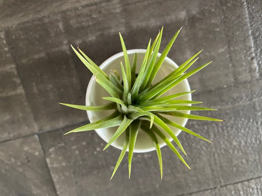 Air Plants - Tillandsia ionantha 🔥🌿