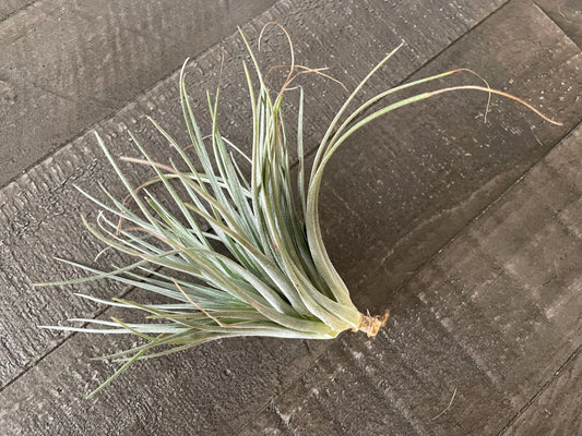 Air Plants - Tillandsia plagiotropica 🌿☁️