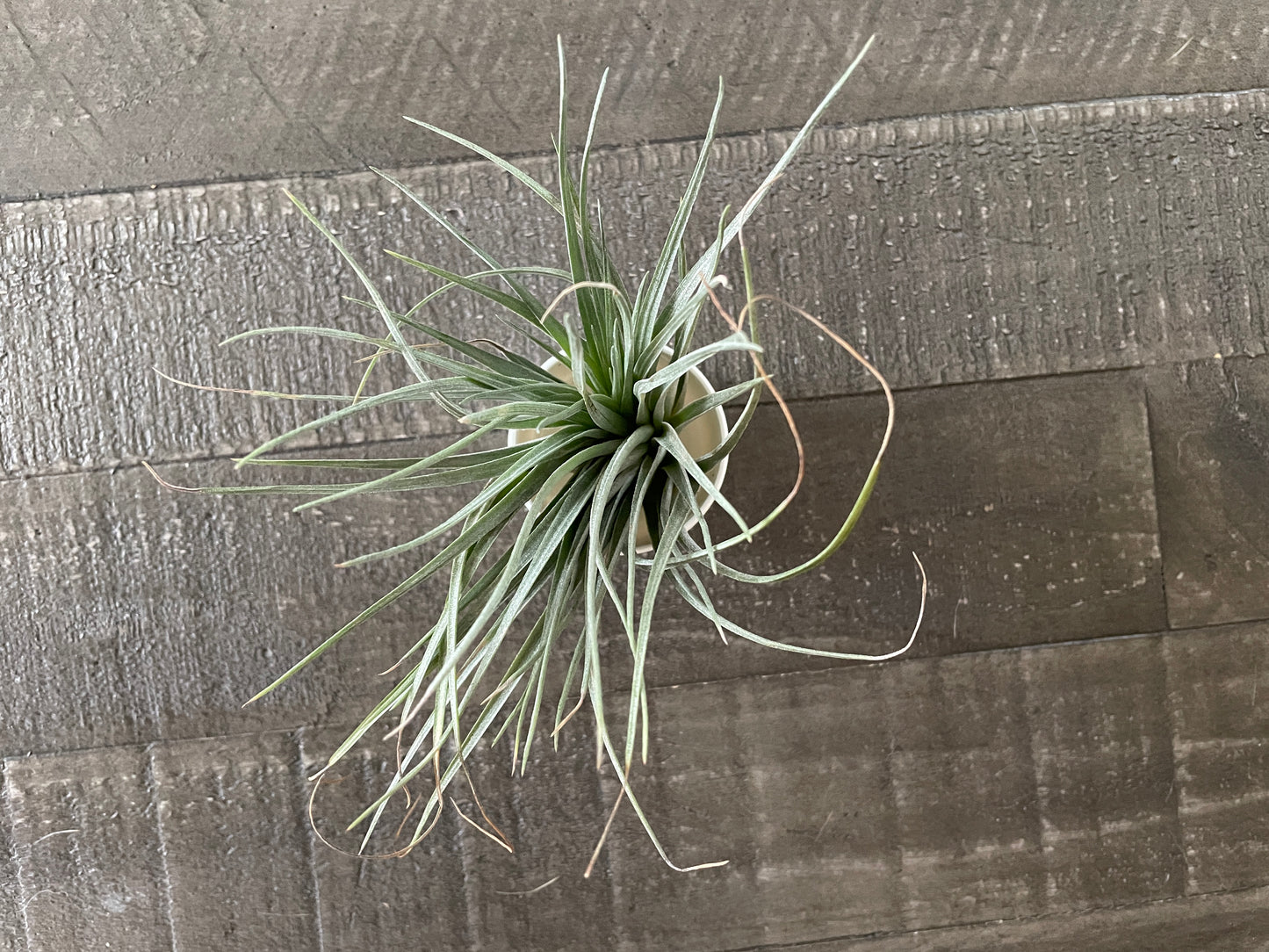 Air Plants - Tillandsia plagiotropica 🌿☁️
