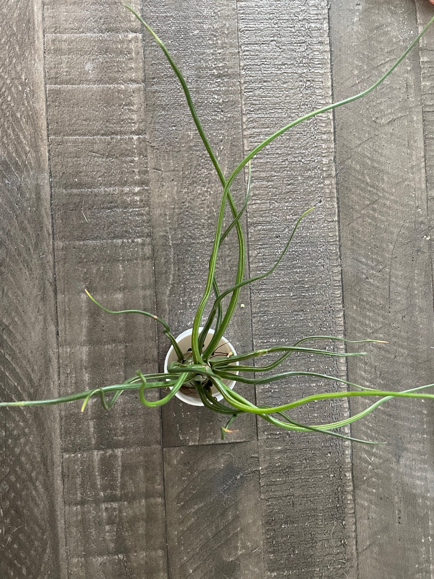 Air Plants - Tillandsia bulbosa ‘Belize’ 🐙🌿