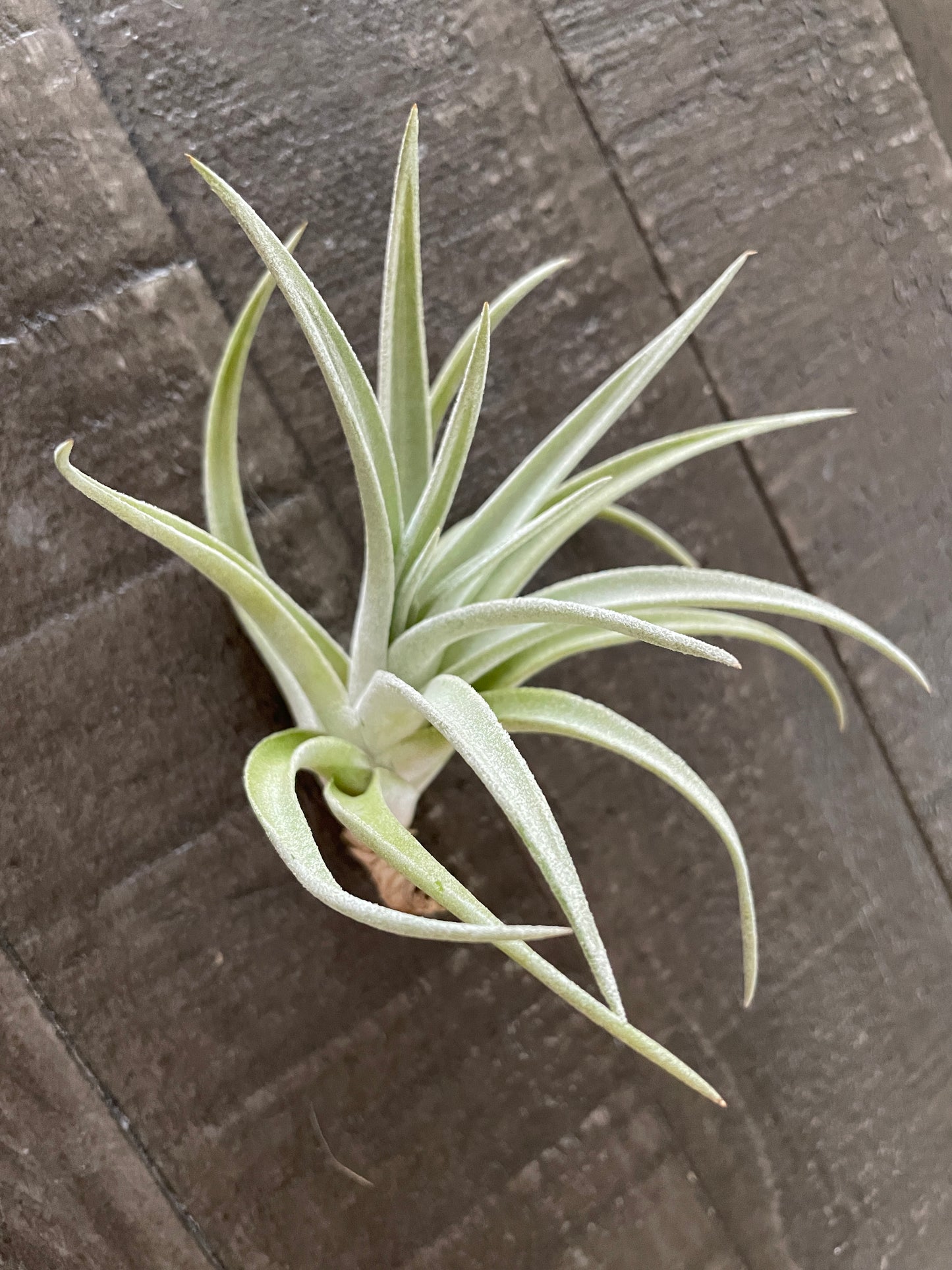 Air Plants - Tillandsia gardneri 🌸🌬️