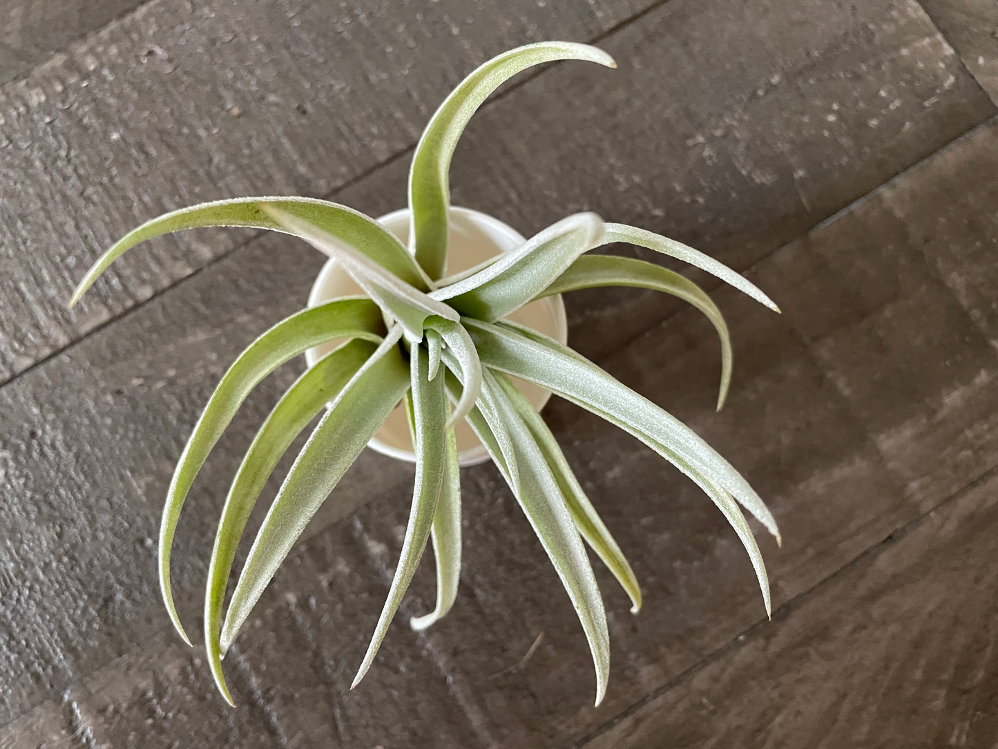 Air Plants - Tillandsia gardneri 🌸🌬️