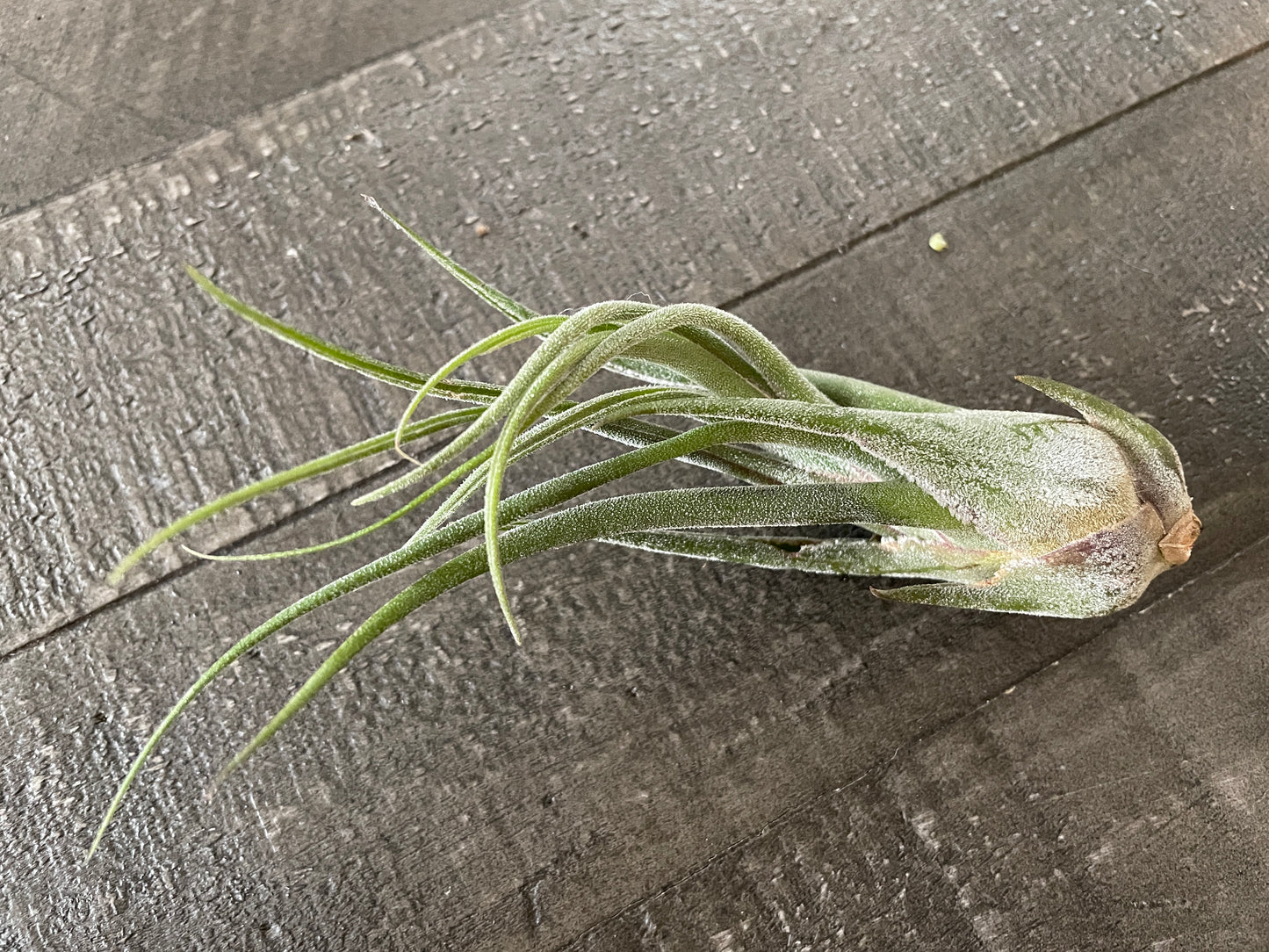 Air Plants - Tillandsia seleriana 🌀🌿