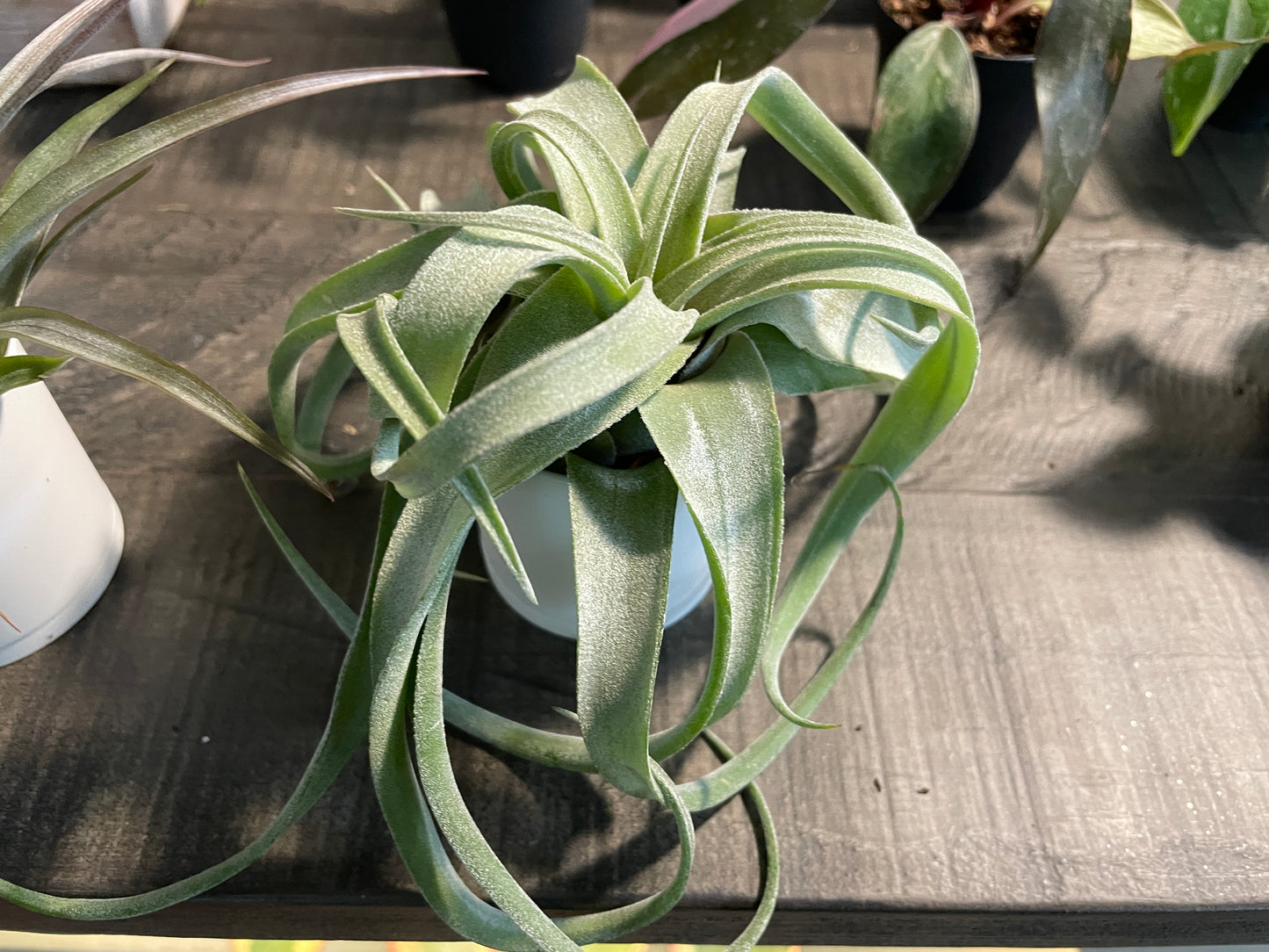 Air Plants - Tillandsia xerographica 🌪️🌿