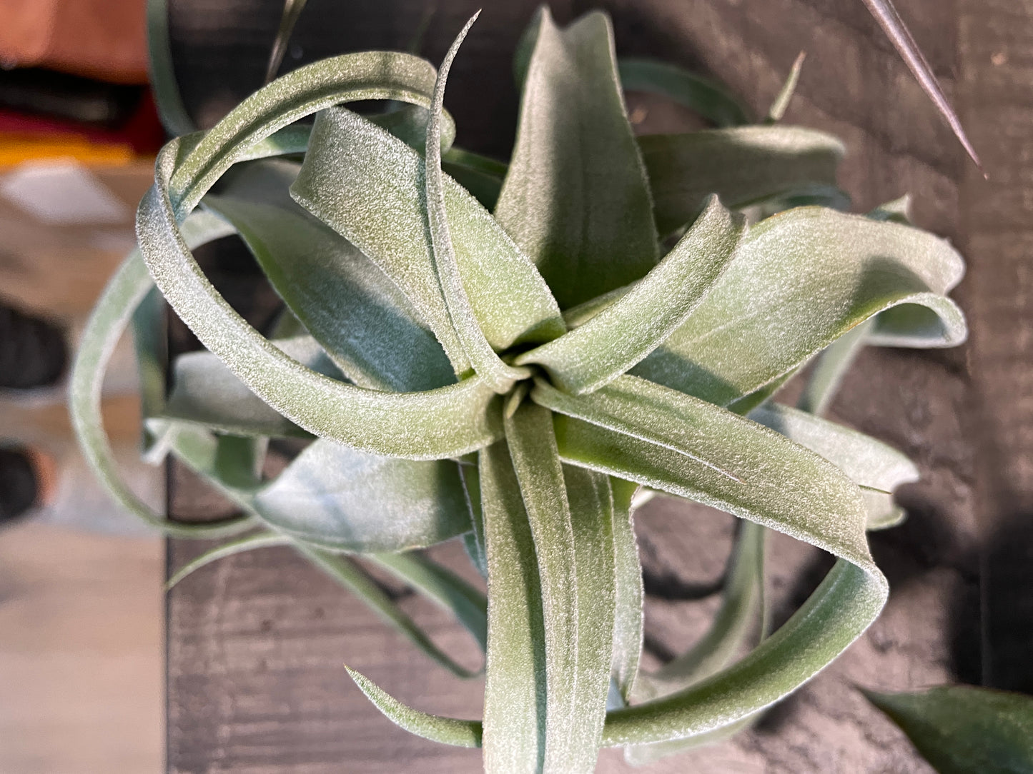 Air Plants - Tillandsia xerographica 🌪️🌿