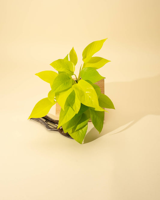 4" Pothos 'Neon'