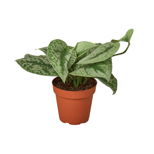 Pothos ‘Silver Splash’ 🌿✨4-inch