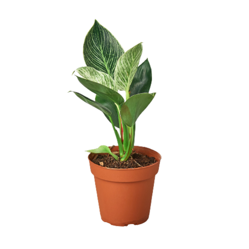 Philodendron Birkin 🤍🌿 4-inch
