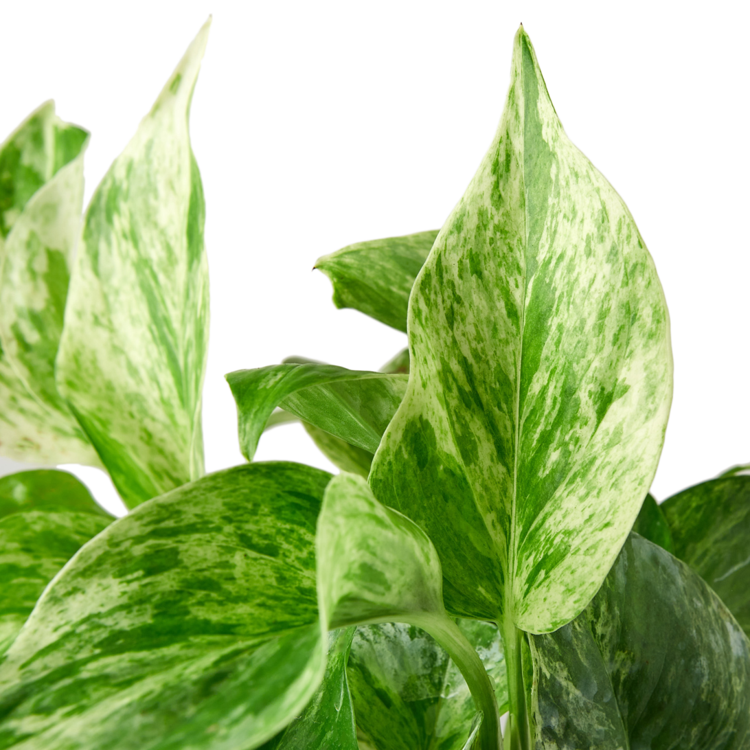 Pothos ‘Marble Queen’ 🤍🌿 4-inch