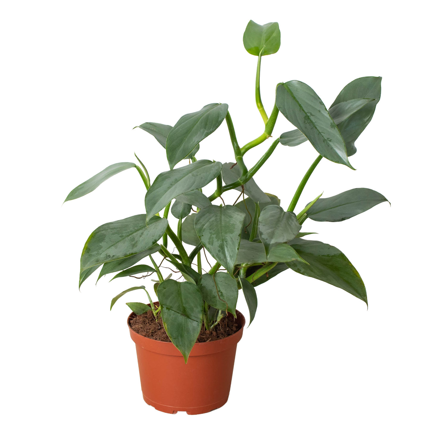 Philodendron Silver Sword 🗡️🌿 4" Pot