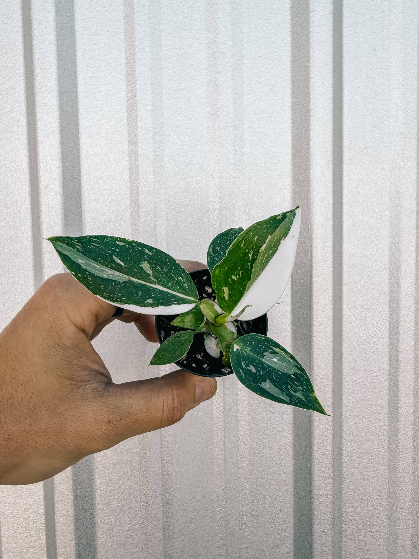 2" Philodendron 'White Princess'