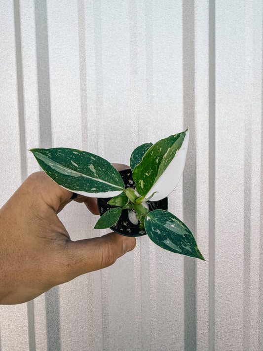 2" Philodendron 'White Princess'