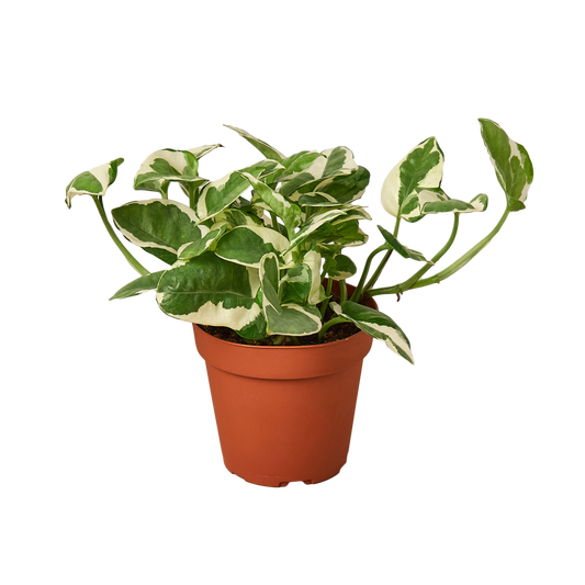 POTHOS NJOY 4-inch