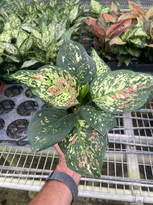 Chinese Evergreen ‘Wishes’ 🌸🌿 - 4" Pot