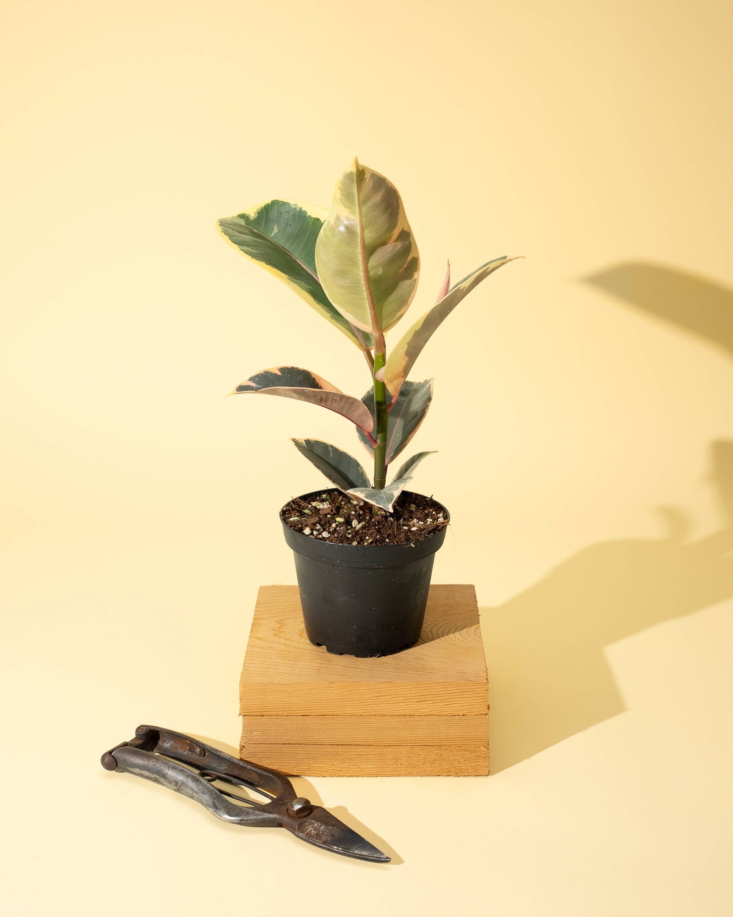 4 inch Ficus 'Tineke'