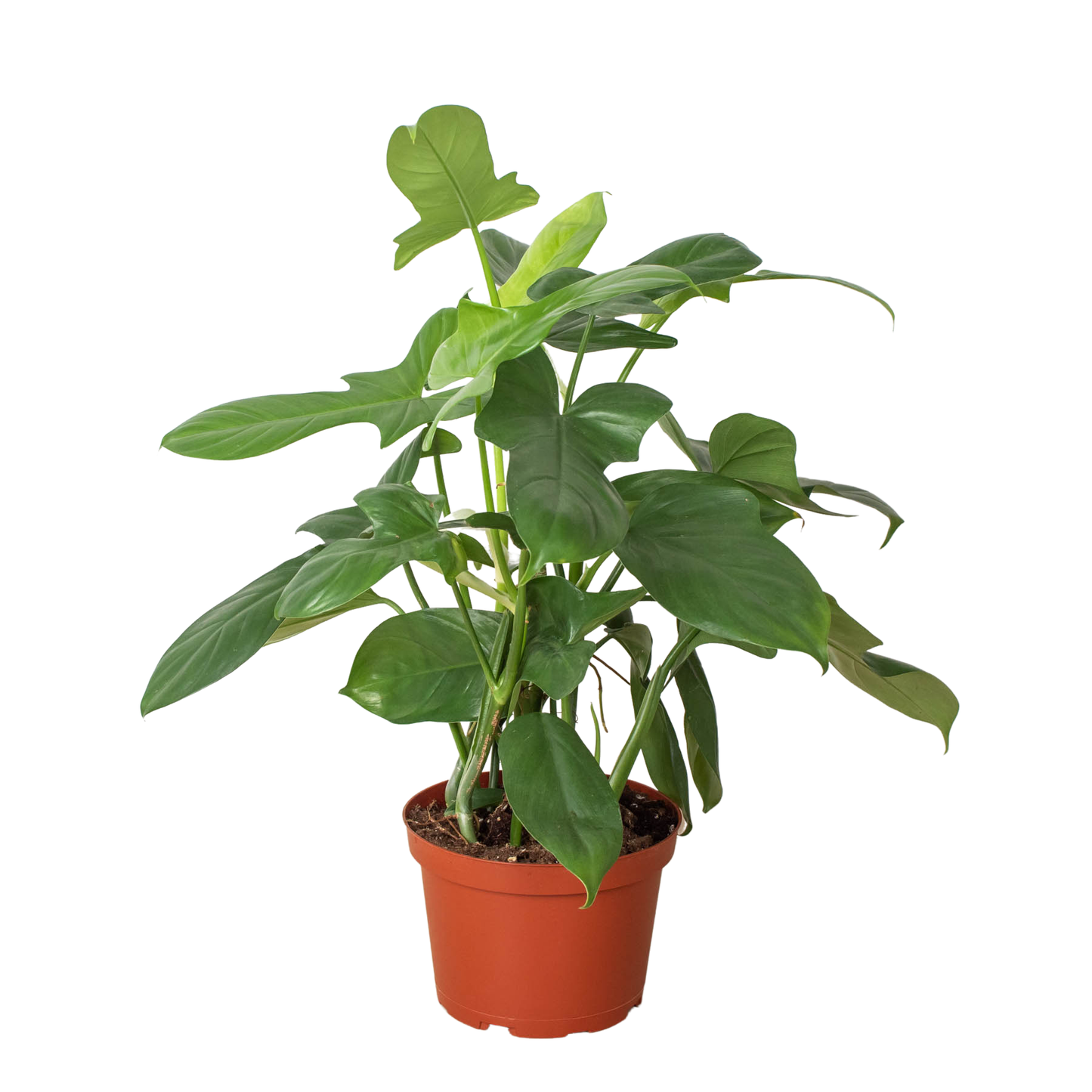 Philodendron Silver Sword 🗡️🌿 4" Pot