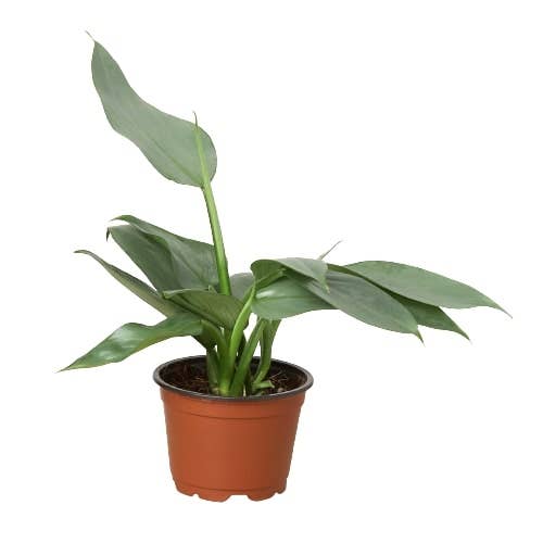 Philodendron Silver Sword 🗡️🌿 4" Pot