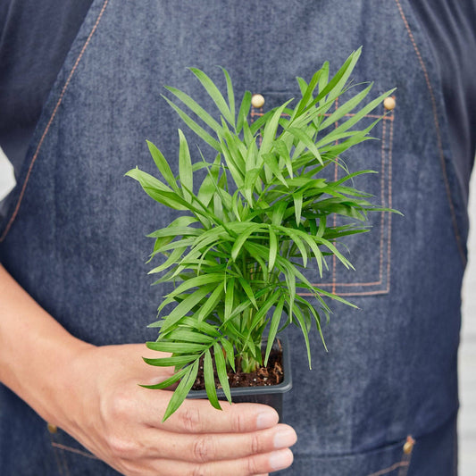 PARLOR PALM  3-inch