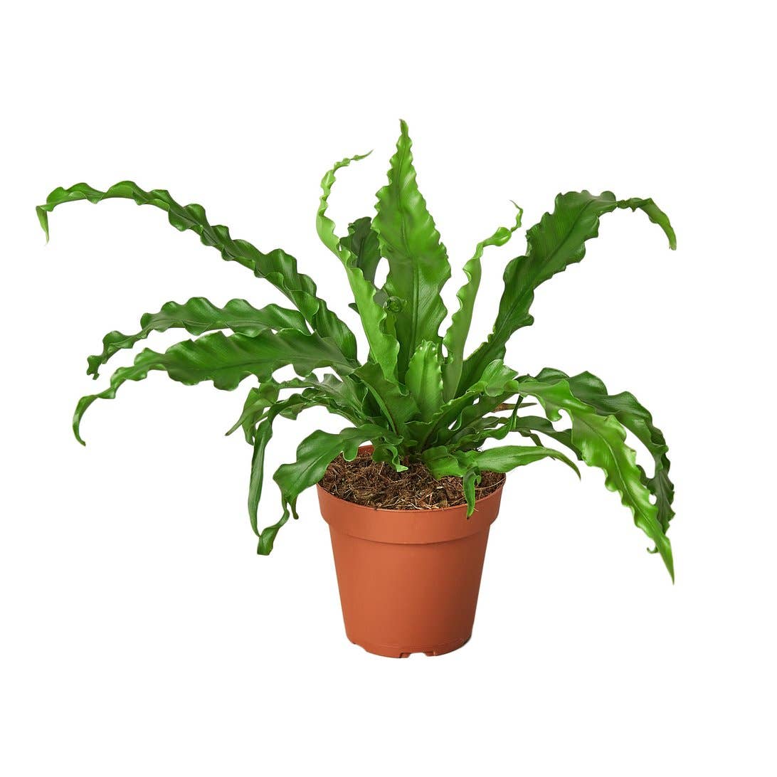 Bird's Nest Victoria Fern 🌿👑 4-inch