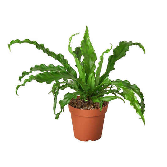 Bird's Nest Victoria Fern 🌿👑 4-inch