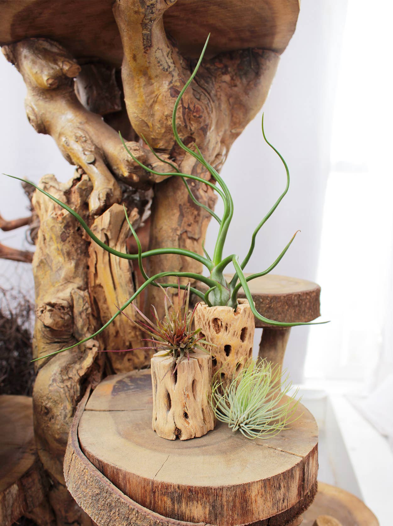 Air Plants - Tillandsia bulbosa ‘Belize’ 🐙🌿